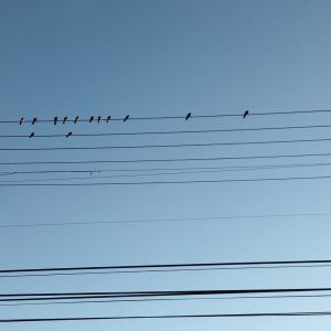 c78-birdsonwire.jpg